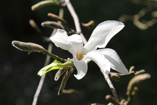 Magnolia de kobé (Magnolia kobus)