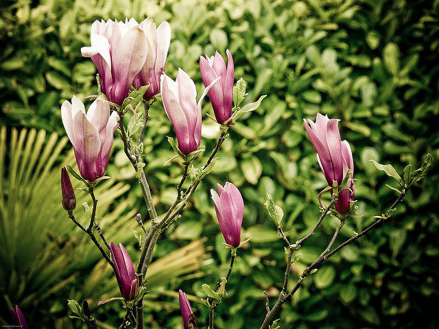 Magnolia à fleurs de lis