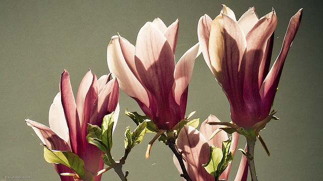 Magnolia à fleurs de lis