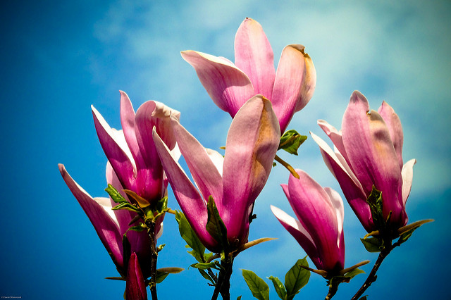 Magnolia à fleurs de lis