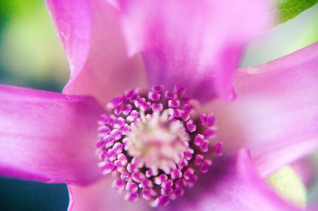 Magnolia à fleurs de lis