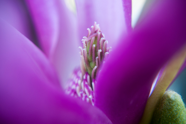 Magnolia à fleurs de lis (Magnolia liliiflora)