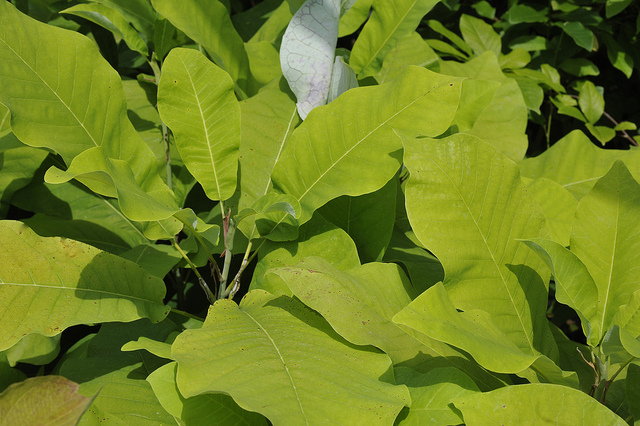 Magnolia macrophylla (Magnolia macrophylla)