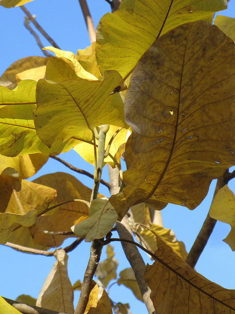 Magnolia macrophylla
