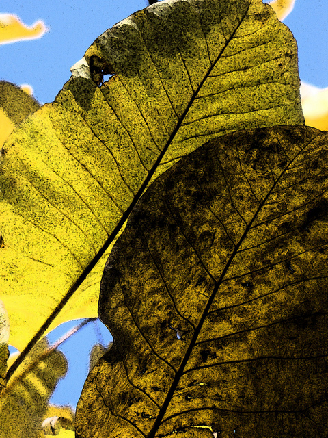 Magnolia macrophylla