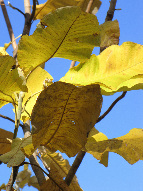 Magnolia macrophylla