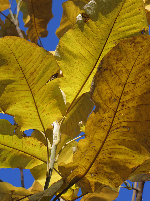 Magnolia macrophylla