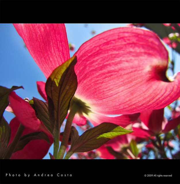 Magnolia officinalis