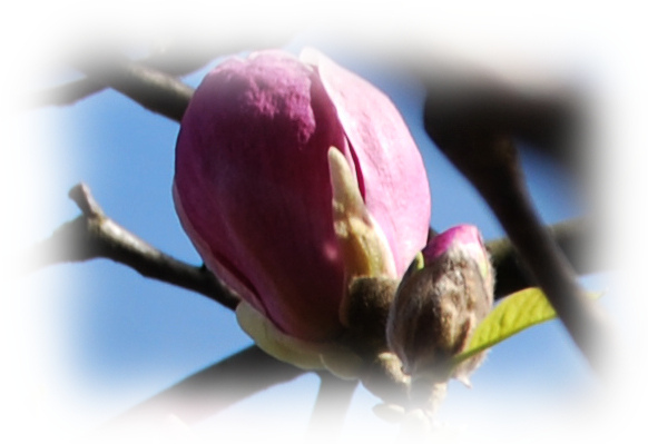 Magnolia officinalis