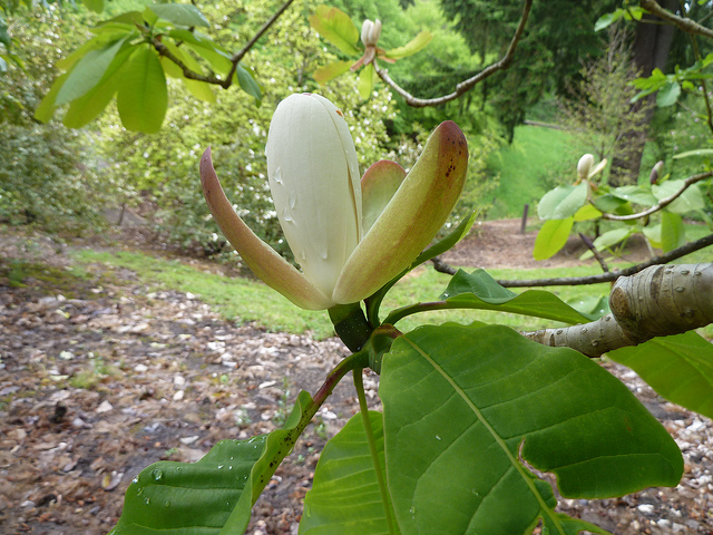 Magnolia officinalis