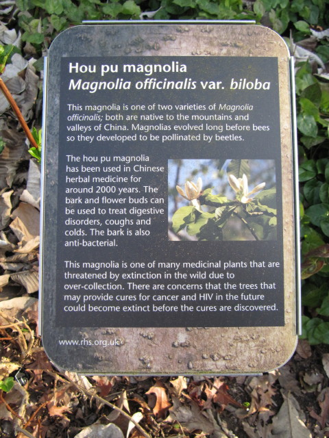 Magnolia officinalis