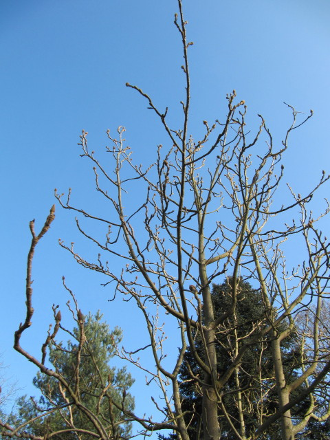 Magnolia officinalis