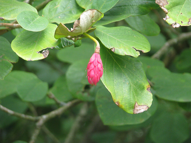 Magnolia de siebold