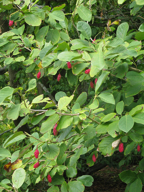 Magnolia de siebold