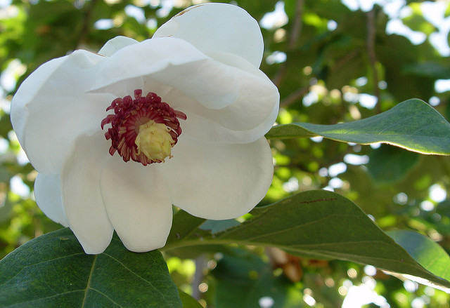 Magnolia de siebold