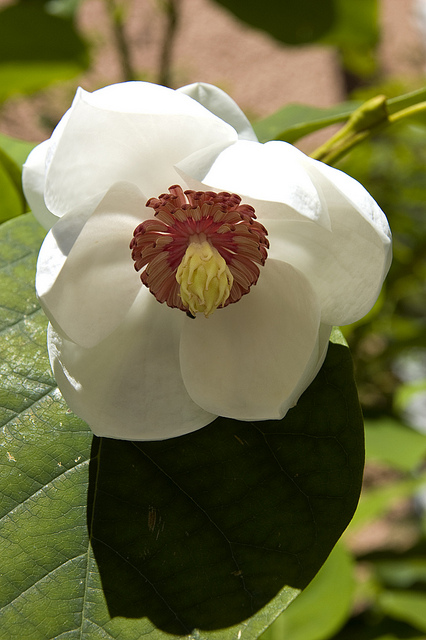 Magnolia de siebold