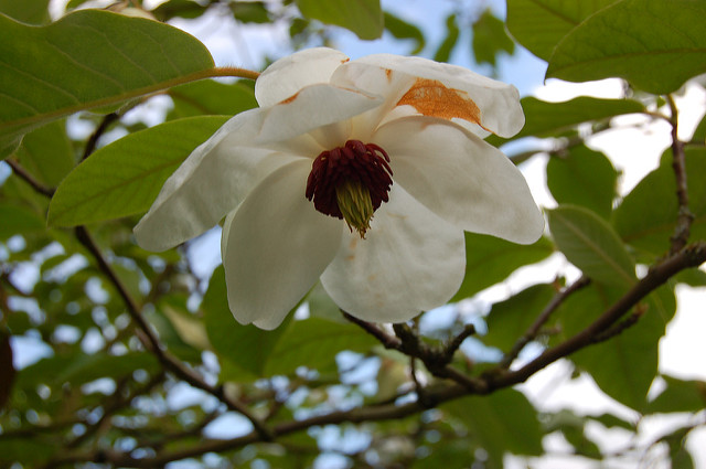 Magnolia de siebold