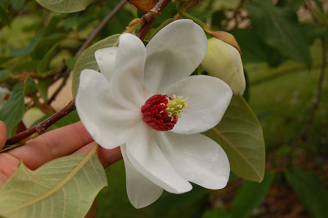 Magnolia de siebold (Magnolia sieboldii)