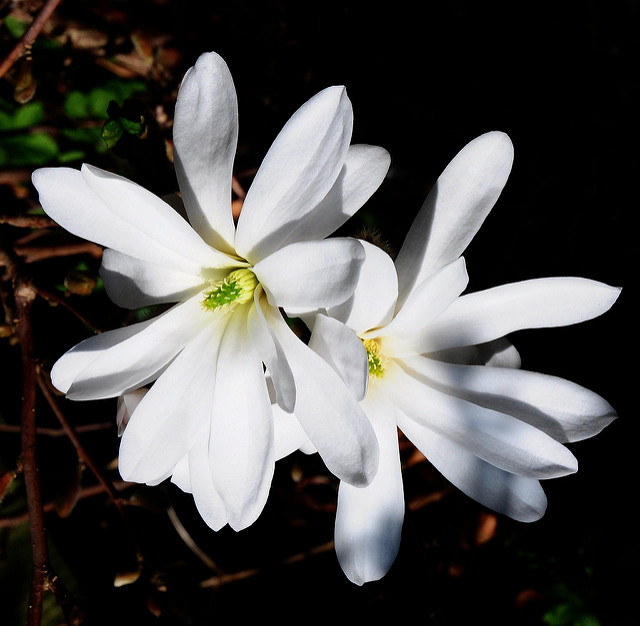 Magnolia étoilé (Magnolia stellata)