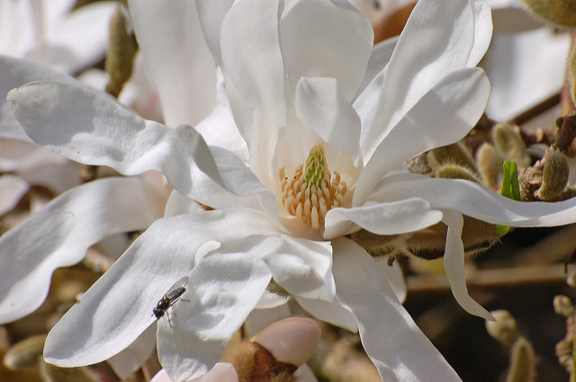 Magnolia étoilé