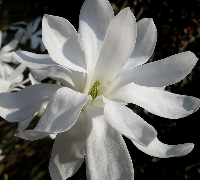 Magnolia étoilé