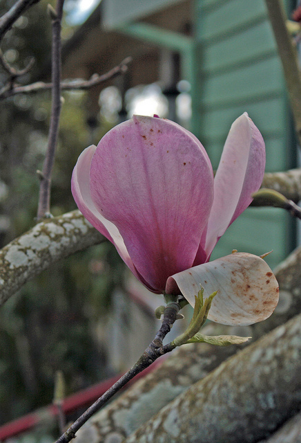 Magnolia étoilé