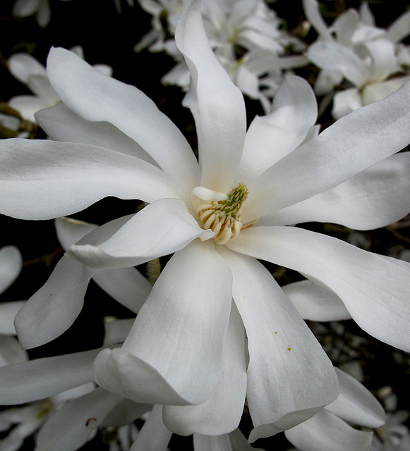 Magnolia étoilé