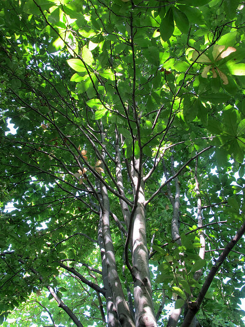 Magnolier parasol (Magnolia tripetala)