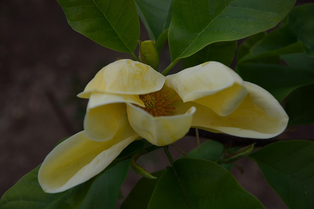 Magnolier parasol