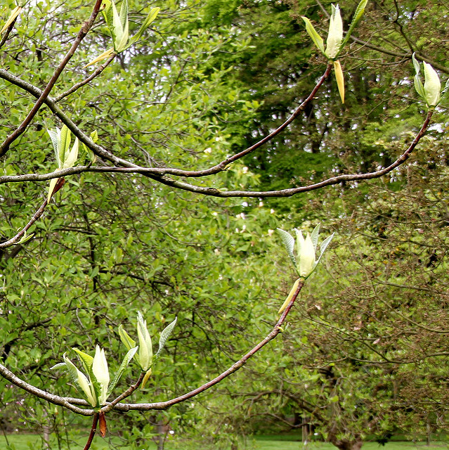 Magnolier parasol