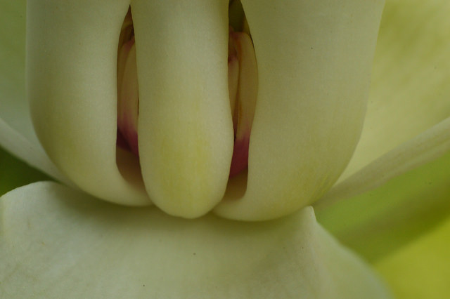 Magnolier parasol