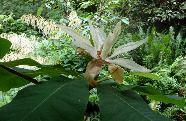 Magnolier parasol