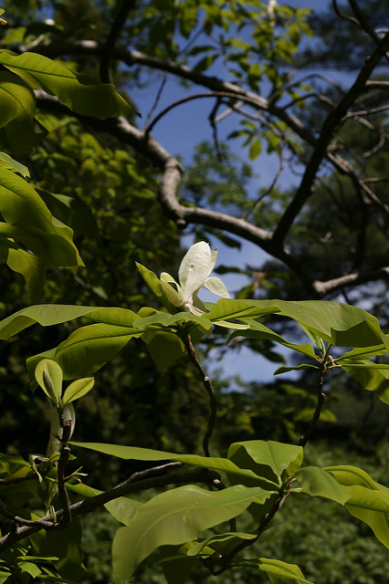 Magnolier parasol