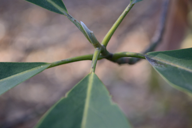 Magnolia virginiana