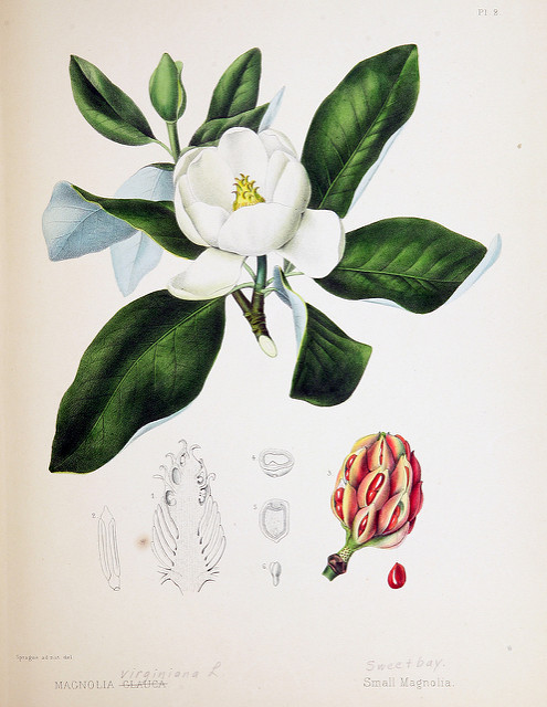 Magnolia virginiana