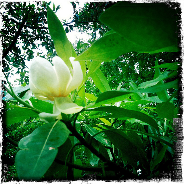 Magnolia virginiana