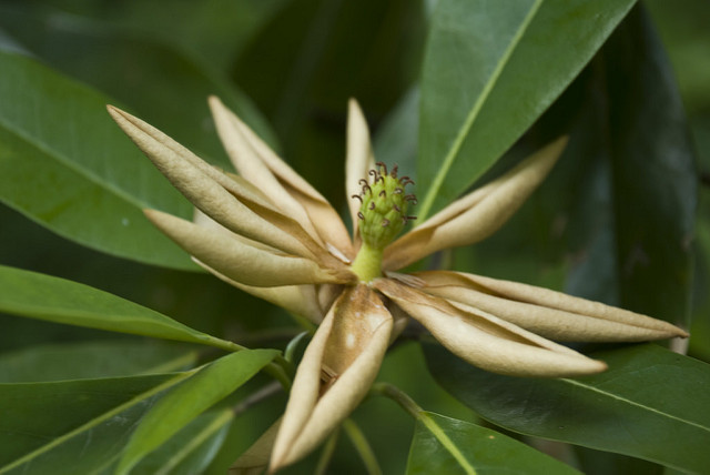 Magnolia virginiana