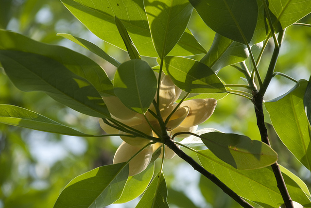 Magnolia virginiana