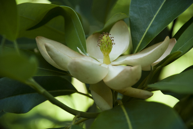 Magnolia virginiana (Magnolia virginiana)