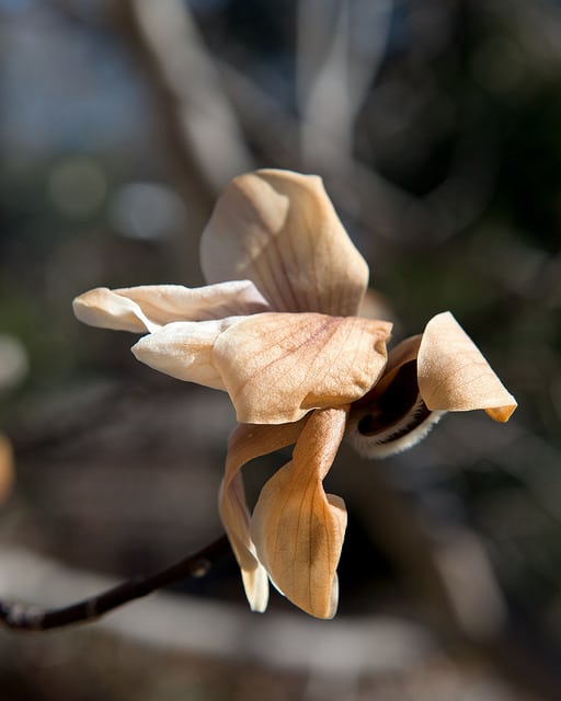 Magnolia zenii