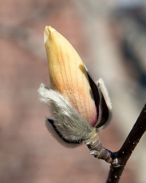 Magnolia zenii