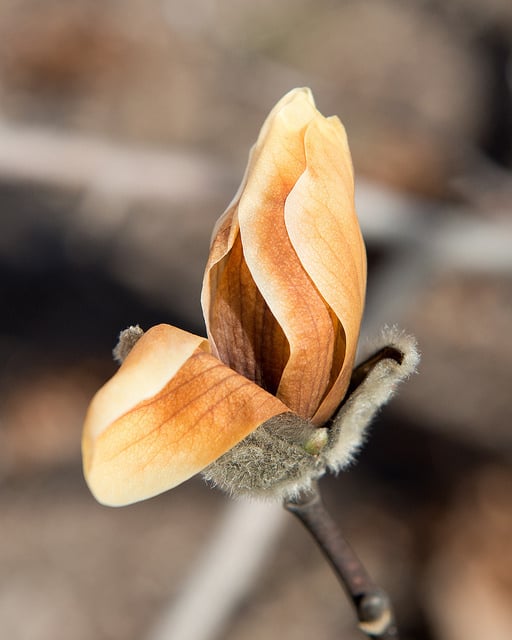 Magnolia zenii