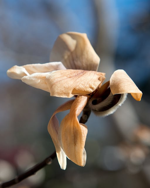 Magnolia zenii