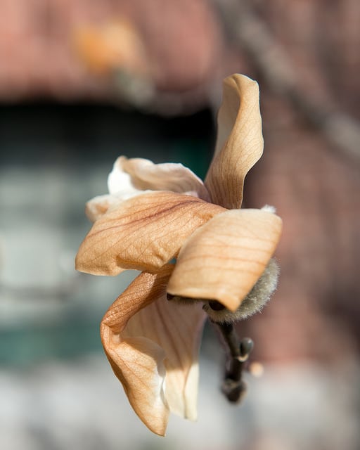 Magnolia zenii