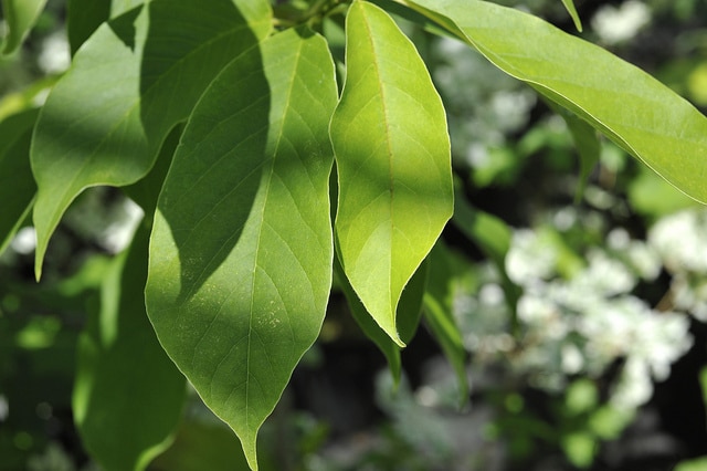Magnolia zenii (Magnolia zenii)