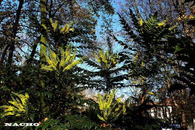 Mahonia faux houx