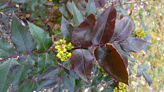 Mahonia faux houx