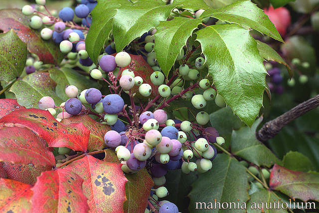 Mahonia faux houx
