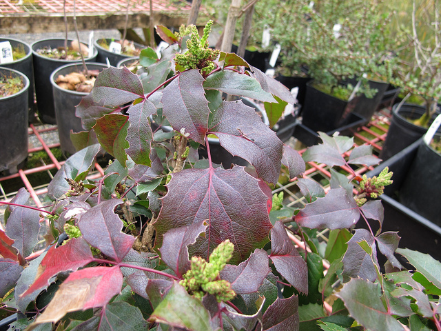 Mahonia faux houx
