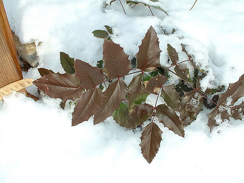 Mahonia faux houx (Mahonia aquifolium)
